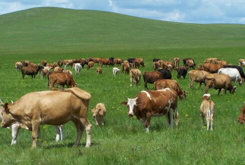 畜牧业着力推进绿色发展